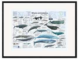 Impression artistique encadrée Whales and dolphins