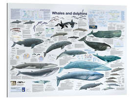 Galleriprint Whales and dolphins