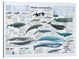 Magnettafel Wale und Delfine (englisch)