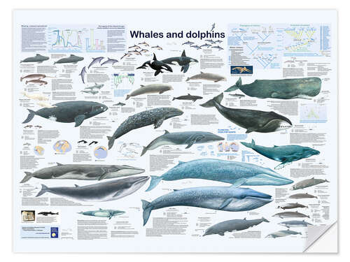 Autocolante decorativo Whales and dolphins