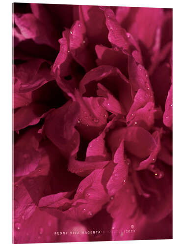 Acrylic print Peony Viva Magenta