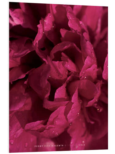 Foam board print Peony Viva Magenta