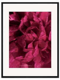 Gerahmter Kunstdruck Peony Viva Magenta