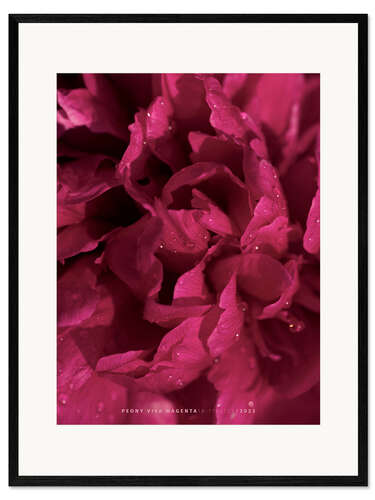 Plakat artystyczny premium w ramie Peony Viva Magenta