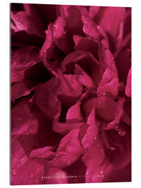 Tableau en plexi-alu Peony Viva Magenta