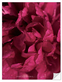 Wandsticker Peony Viva Magenta