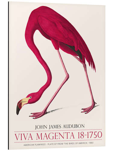 Aluminium print Viva Magenta - American Flamingo, 1883