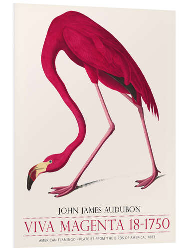 Foam board print Viva Magenta - American Flamingo, 1883