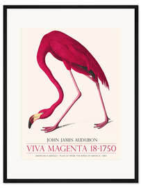 Gerahmter Kunstdruck Viva Magenta - American Flamingo, 1883