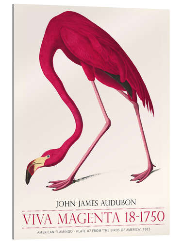 Galleritryk Viva Magenta - American Flamingo, 1883