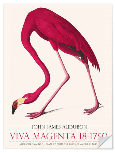 Autocolante decorativo Viva Magenta - American Flamingo, 1883