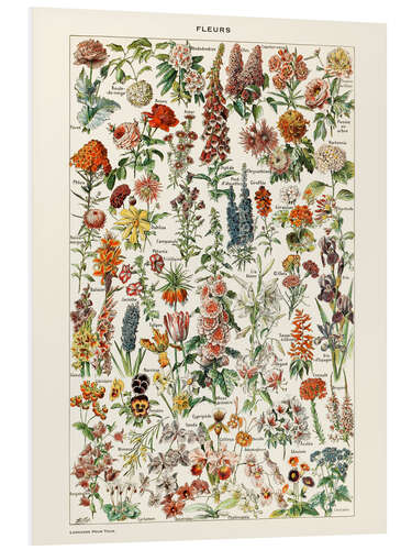 Foam board print Flowers I (French)