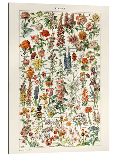 Gallery print Flowers I (French)