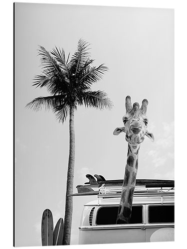 Aluminiumsbilde Giraffe in the Surfer Bus