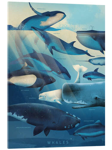 Acrylic print Whales