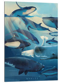 Gallery print Whales