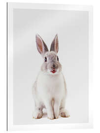 Gallery print Smiling Rabbit