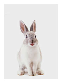 Magnettafel Lachender Hase