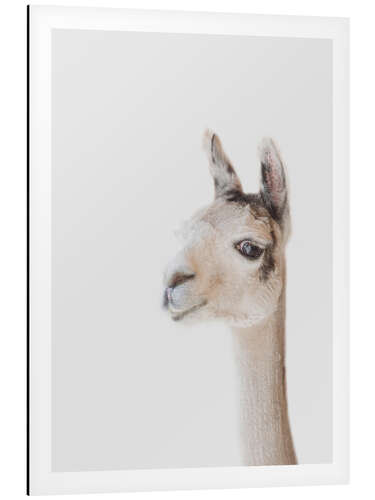 Aluminium print Friendly Llama