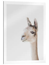 Gallery print Friendly Llama