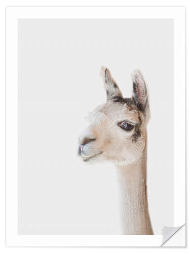 Wall sticker Friendly Llama