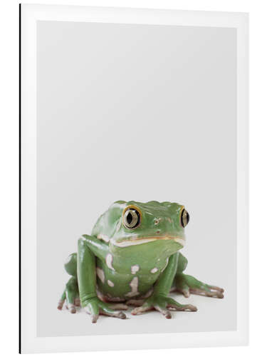 Print på aluminium Tree Frog