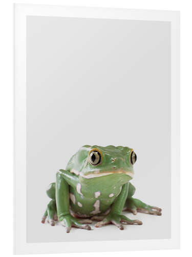 Foam board print Tree Frog