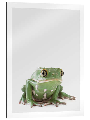 Gallery print Tree Frog