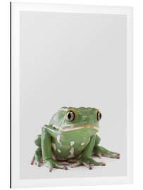 Magnettafel Laubfrosch