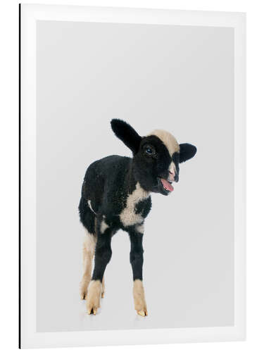 Aluminium print Black and White Baby Sheep