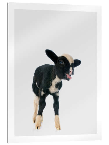 Quadro em plexi-alumínio Black and White Baby Sheep