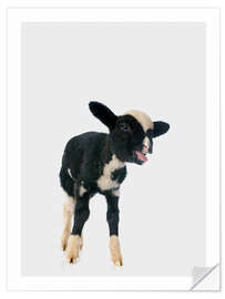 Sticker mural Petit mouton blanc et noir