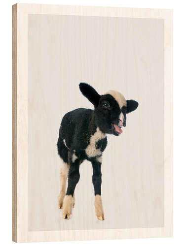 Wood print Black and White Baby Sheep