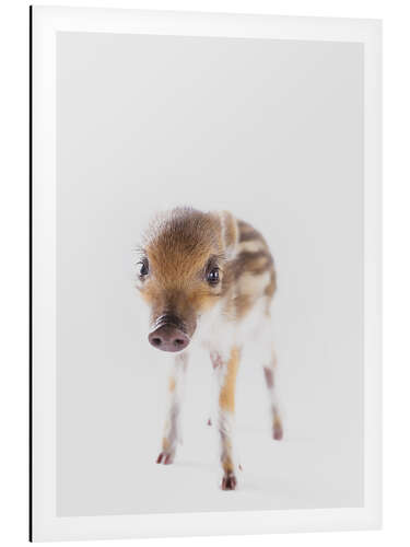 Aluminium print Wild Piglet II