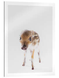 Gallery print Wild Piglet II