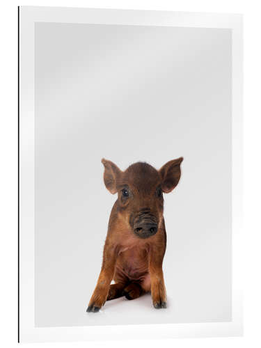 Gallery print Little Piglet