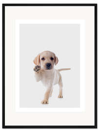 Gerahmter Kunstdruck Fröhlichr Retriever Welpe