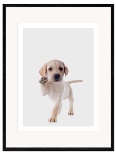 Impression artistique encadrée Happy Retriever Puppy