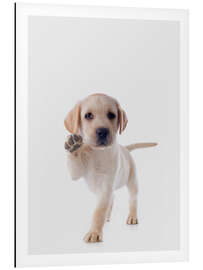 Magnettafel Fröhlichr Retriever Welpe - Animal Kids Collection