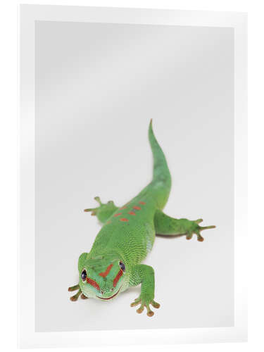 Acrylic print Happy Gekko