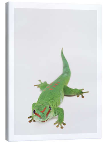 Canvas-taulu Happy Gekko