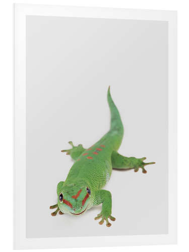 Foam board print Happy Gekko