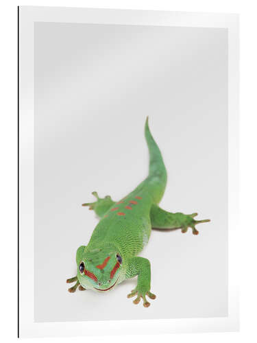 Galleriprint Happy Gekko