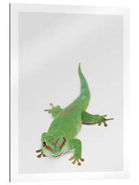 Gallery print Happy Gekko