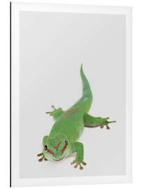 Magnettafel Happy Gekko