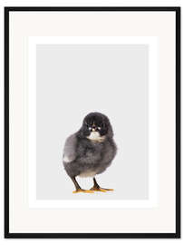 Gerahmter Kunstdruck Schwarzes Küken