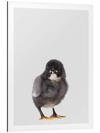 Magnettafel Schwarzes Küken