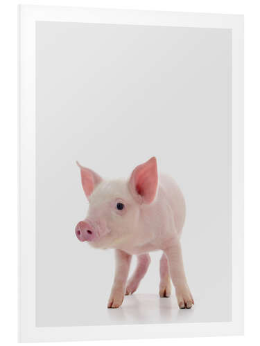 PVC print Pink Piglet