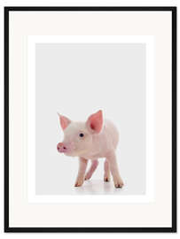Gerahmter Kunstdruck Rosa Ferkel