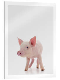 Gallery print Pink Piglet